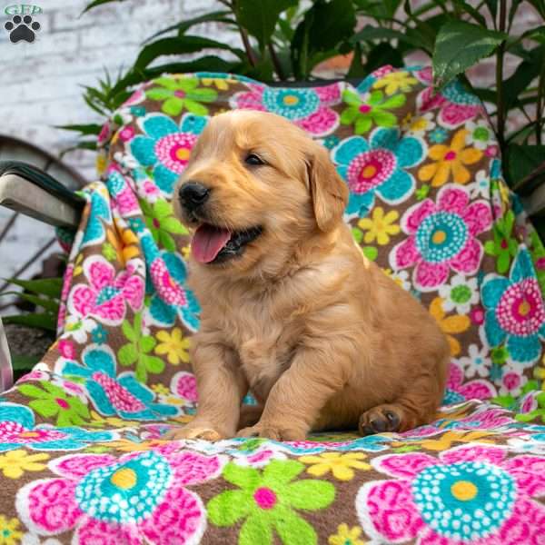 Calvin, Golden Retriever Puppy